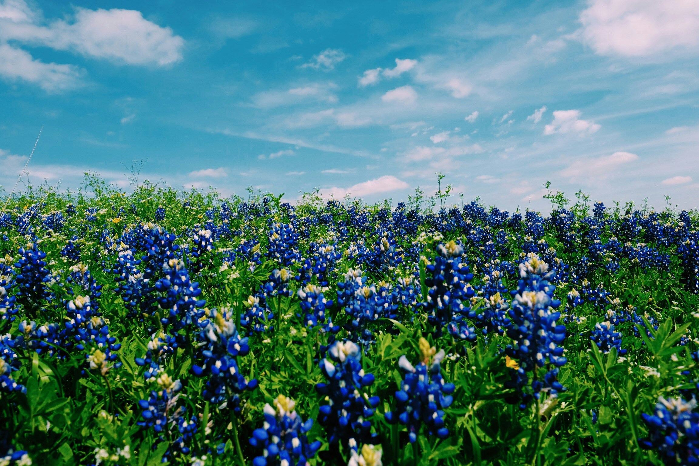 bluebonnets